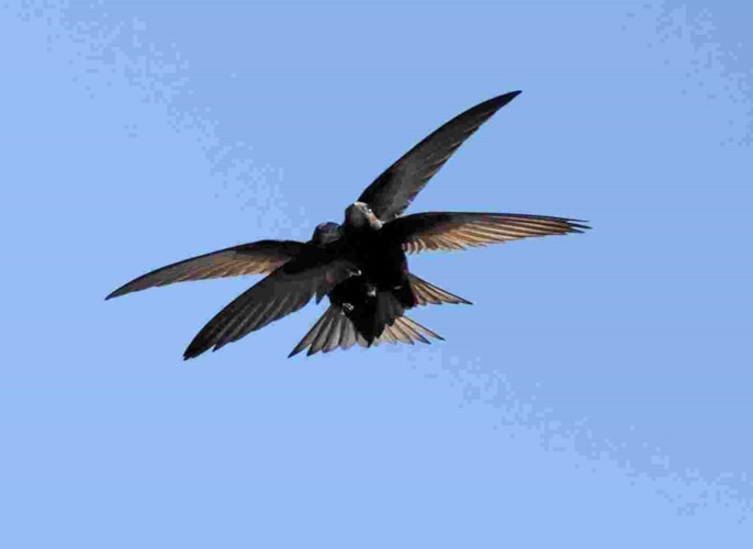 mating_swifts.jpg